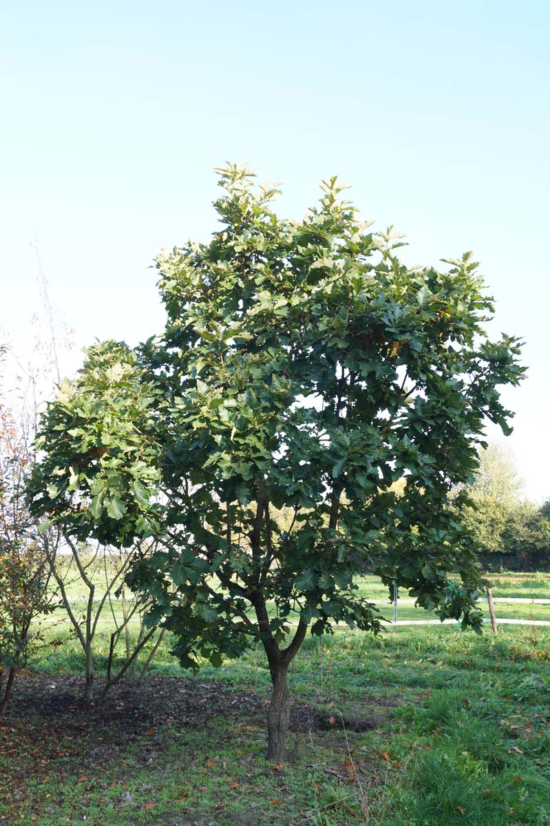 Quercus dentata 'Carl Ferris Miller' solitair solitair