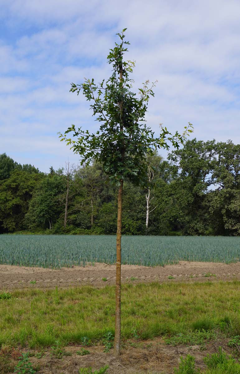 Quercus ellipsoidalis op stam op stam