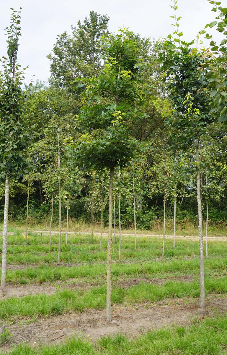 Quercus ellipsoidalis op stam