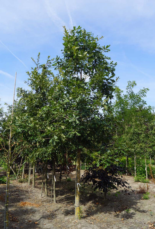 Quercus frainetto 'Trump' op stam