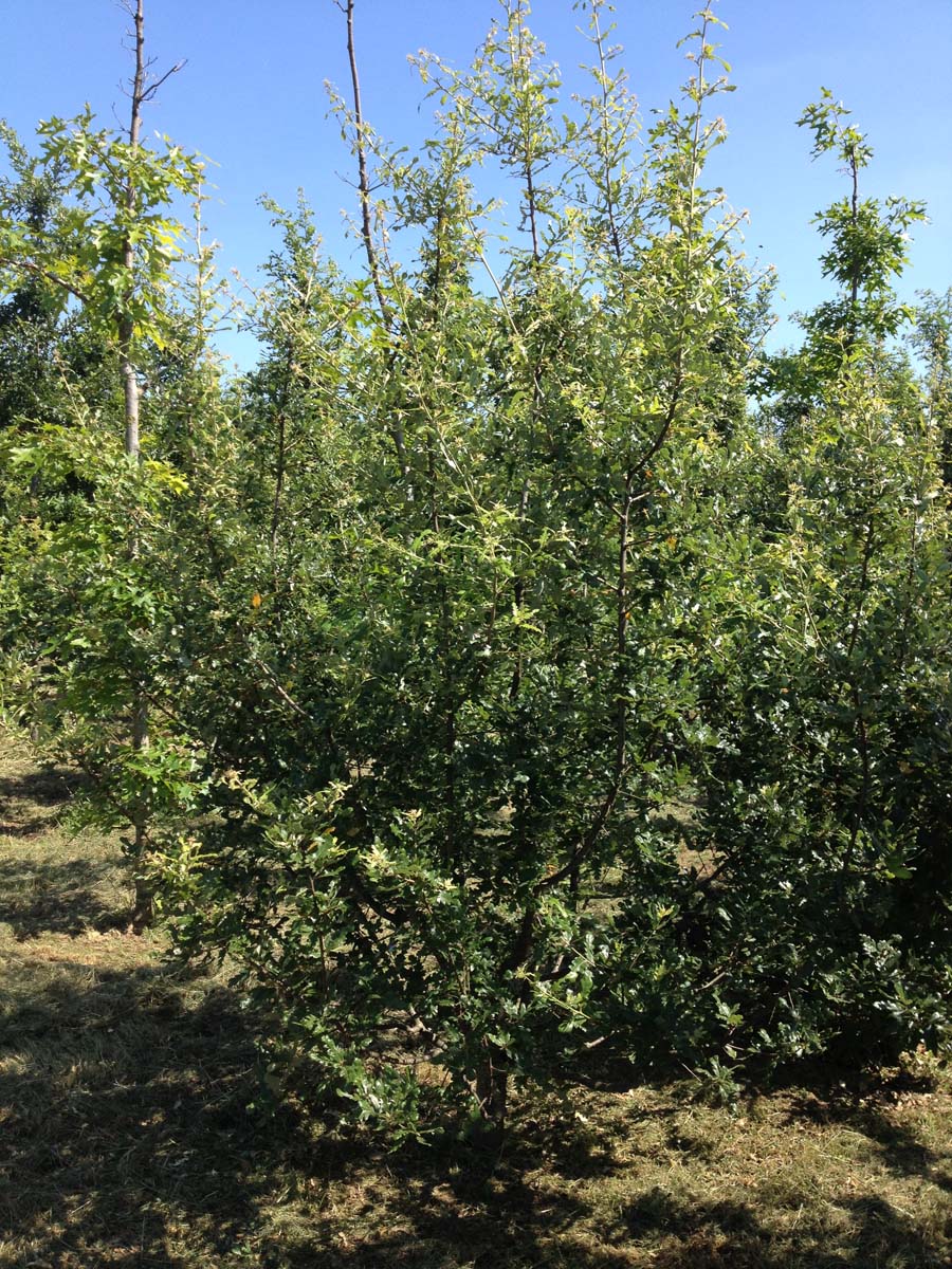 Quercus hispanica 'Fulhamensis' meerstammig / struik meerstammig