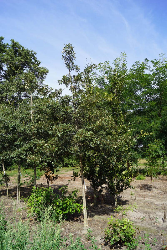 Quercus ilicifolia op stam op stam