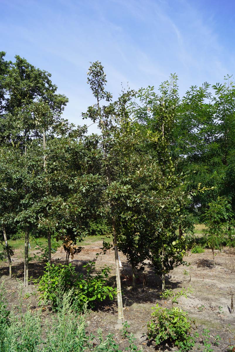Quercus ilicifolia op stam op stam