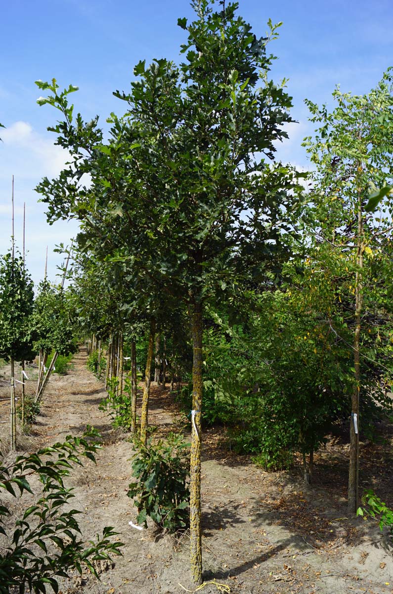 Quercus macrocarpa op stam op stam
