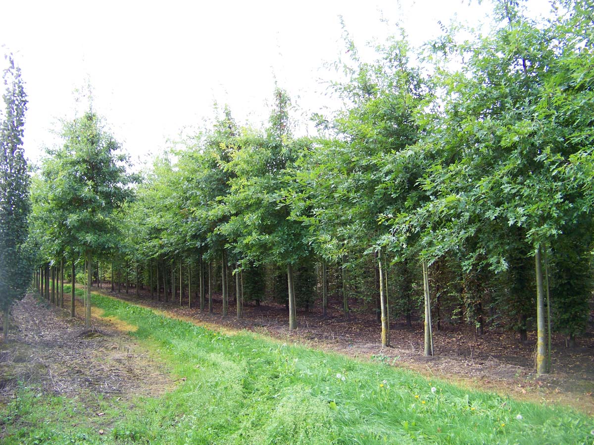 Quercus palustris op stam op stam