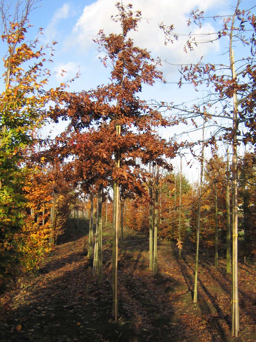 Quercus palustris op stam op stam