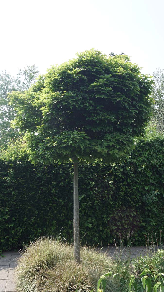 Quercus palustris 'Green Dwarf' op stam op stam