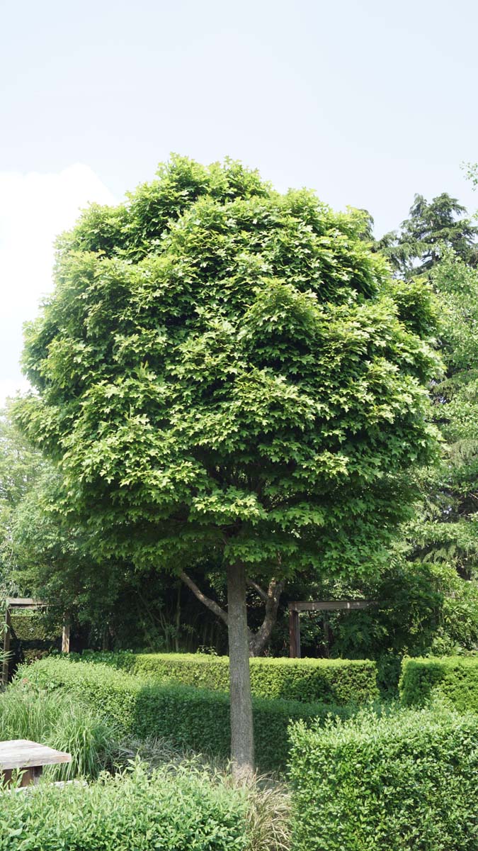 Quercus palustris 'Green Dwarf' op stam op stam