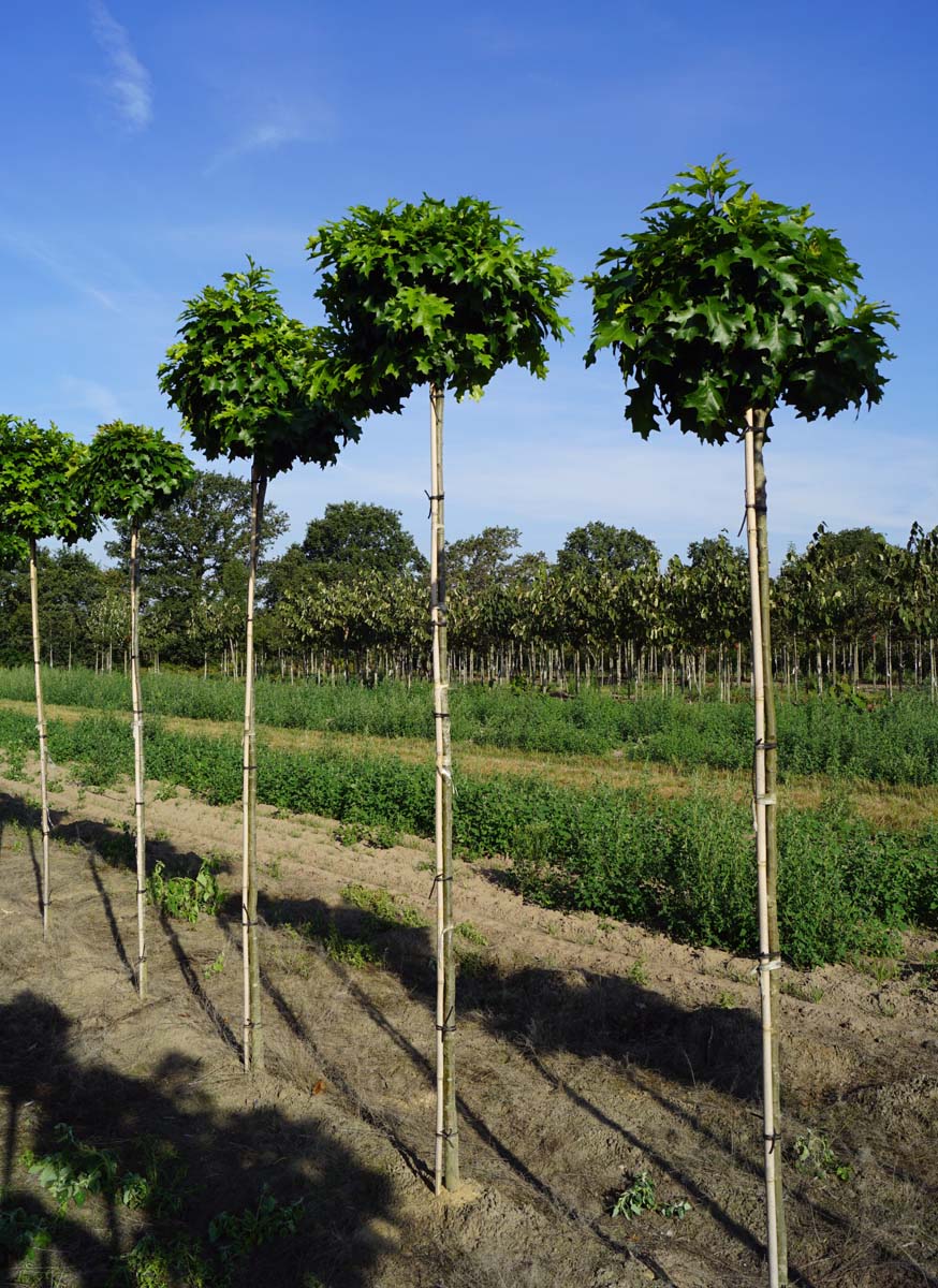 Quercus palustris 'Isabel' op stam op stam
