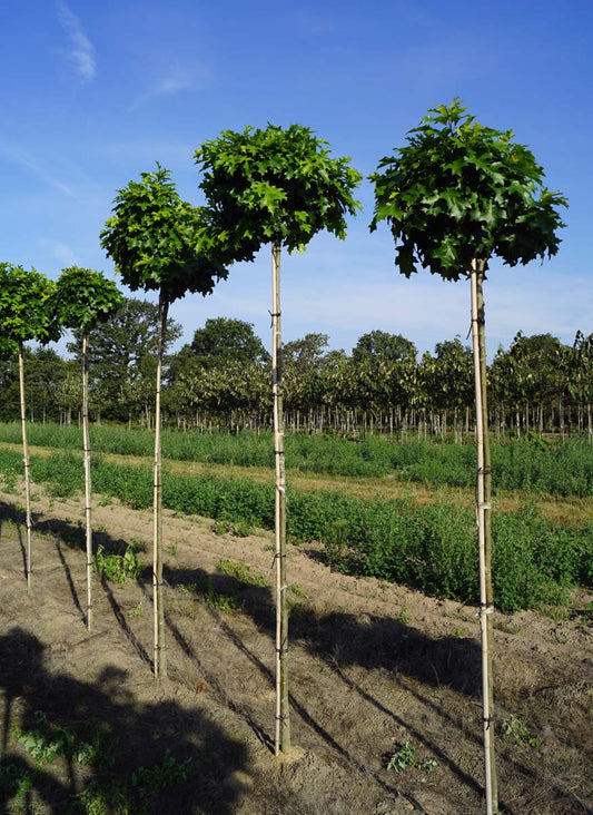 Quercus palustris 'Isabel' op stam op stam
