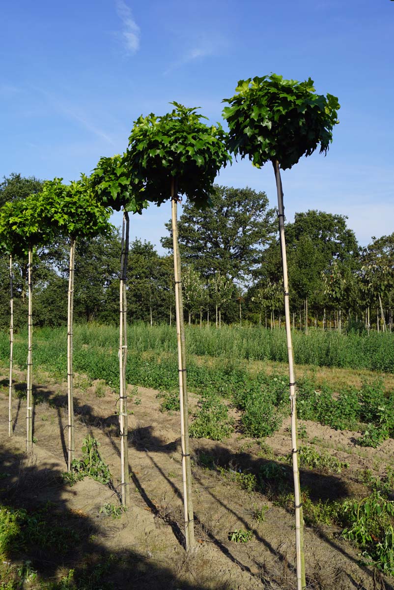 Quercus palustris 'Isabel' op stam op stam