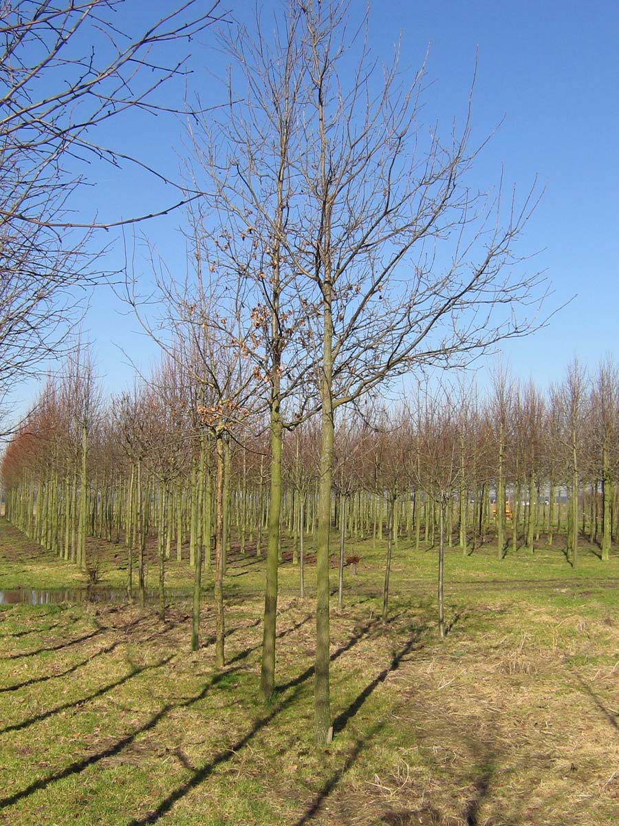 Quercus petraea op stam op stam