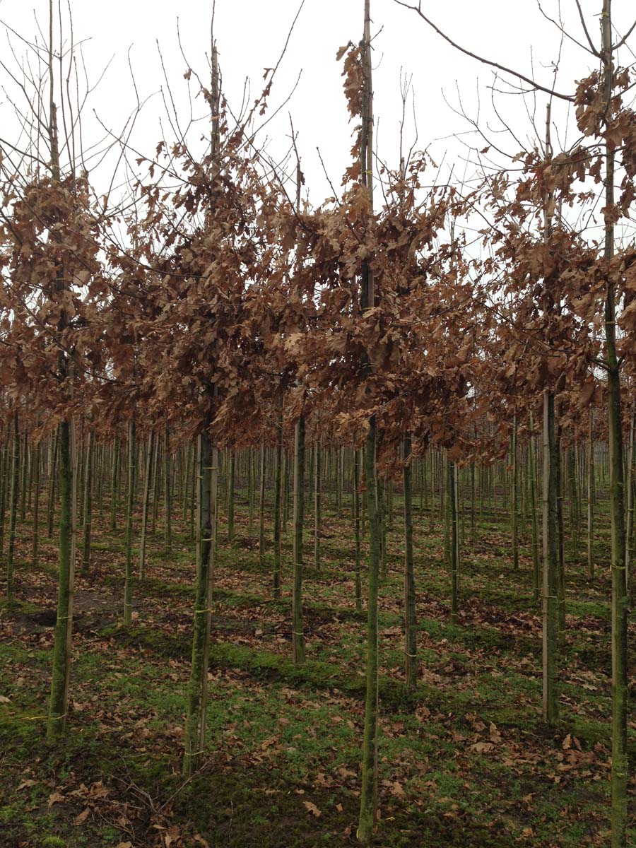 Quercus petraea op stam op stam