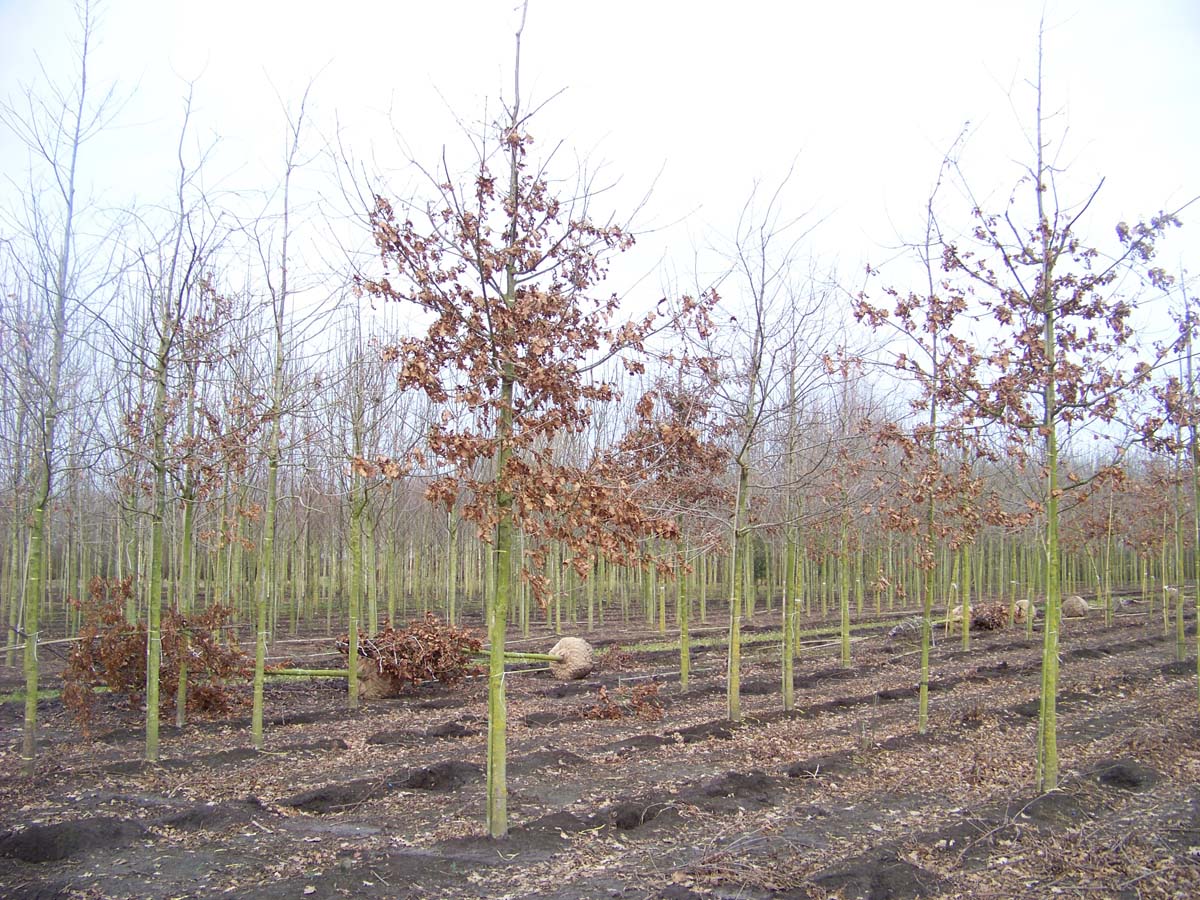 Quercus petraea op stam op stam