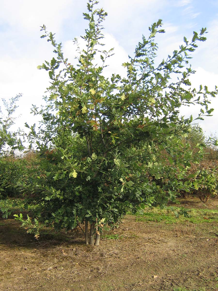 Quercus petraea meerstammig / struik meerstammig