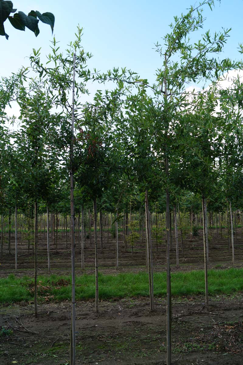Quercus phellos op stam op stam