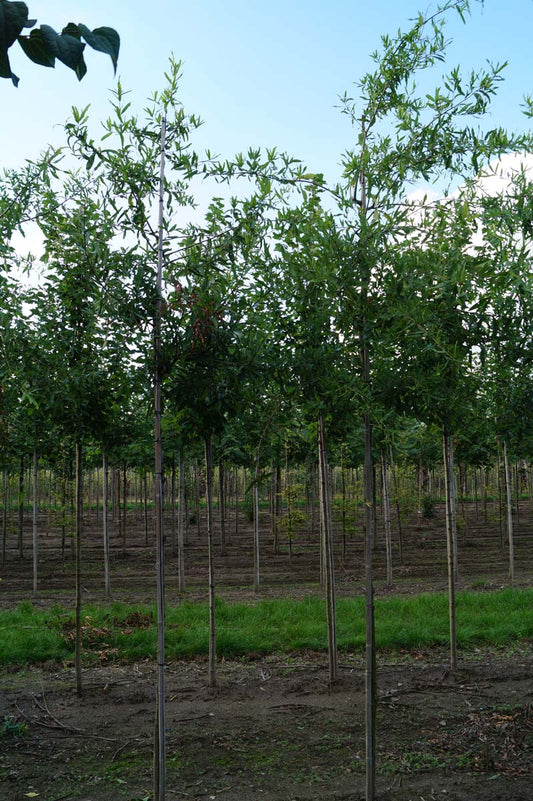 Quercus phellos op stam op stam