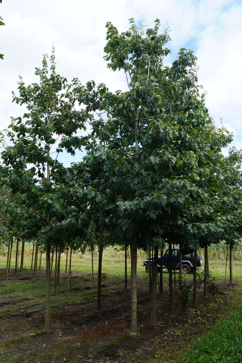 Quercus rubra op stam op stam