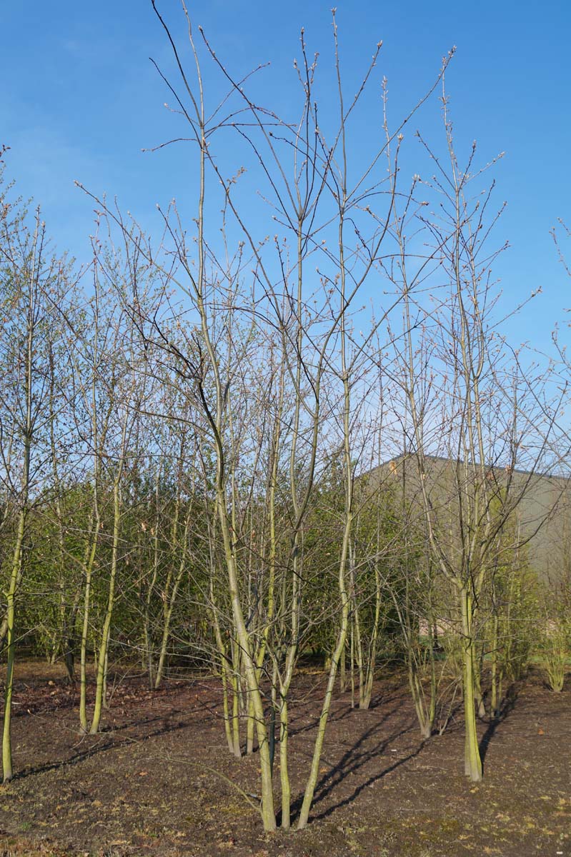 Quercus rubra meerstammig / struik meerstammig