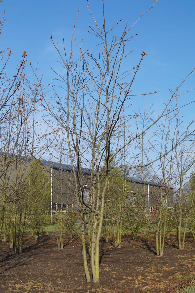 Quercus rubra meerstammig / struik meerstammig