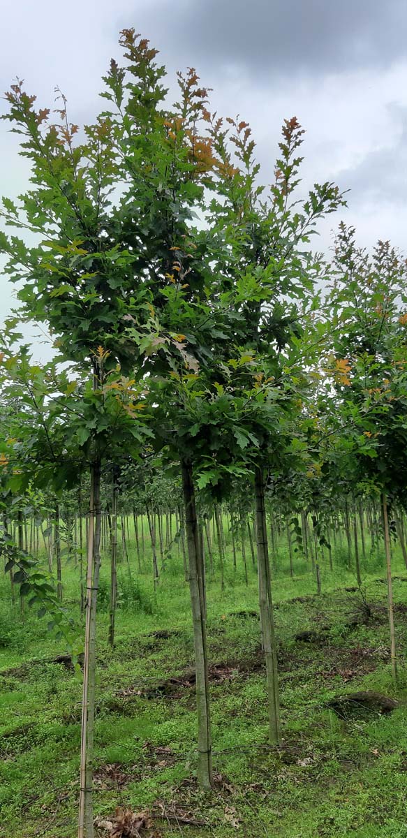 Quercus texana 'New Madrid' op stam op stam