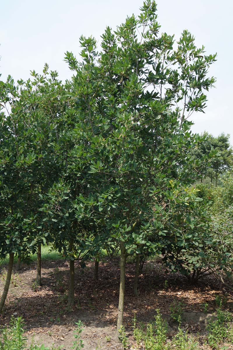 Quercus turneri 'Pseudoturneri' solitair solitair