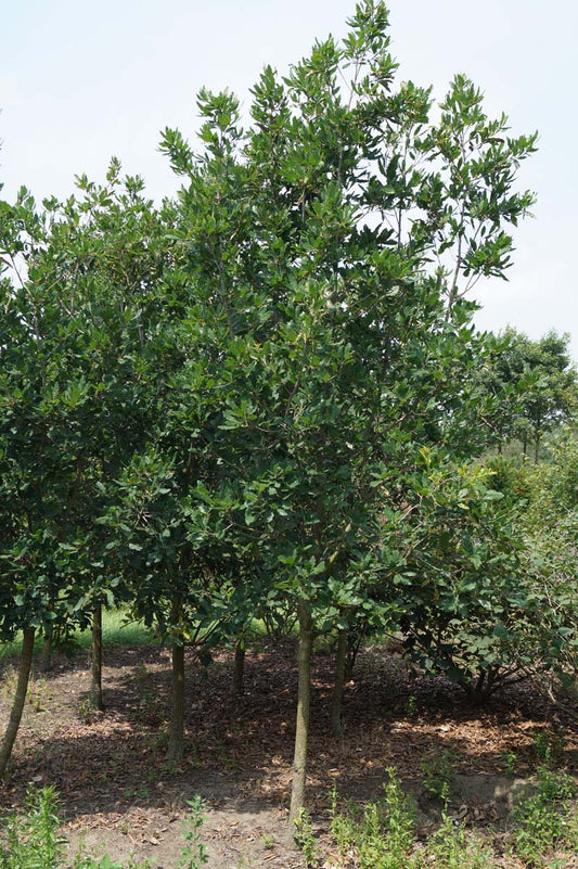 Quercus turneri 'Pseudoturneri' solitair solitair