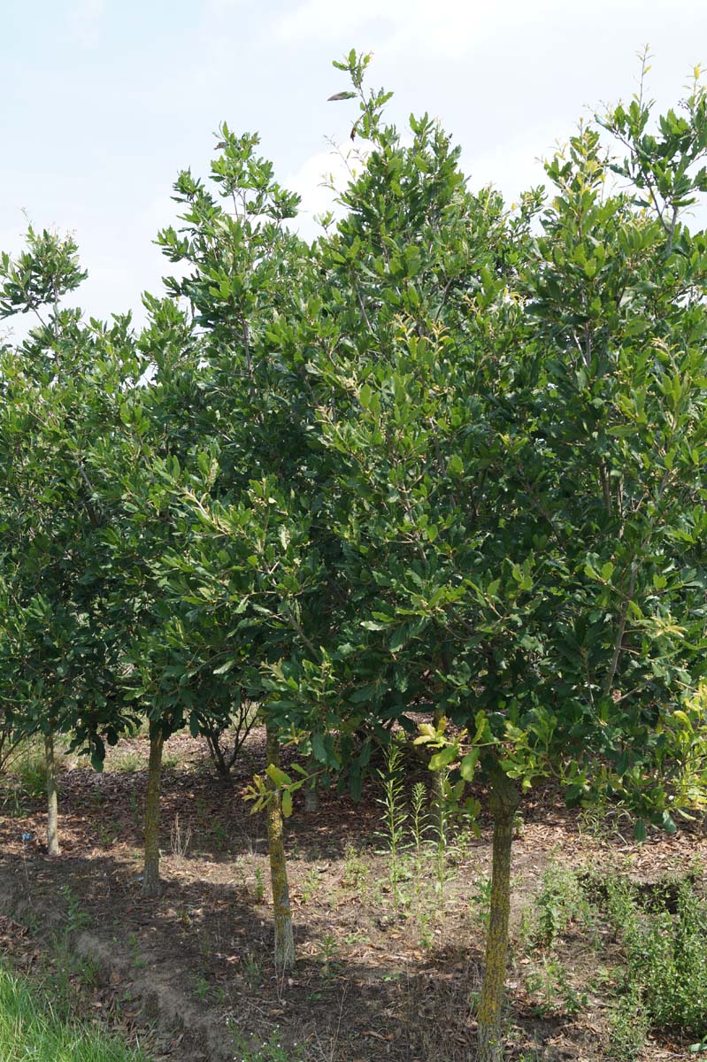 Quercus turneri 'Pseudoturneri' solitair solitair