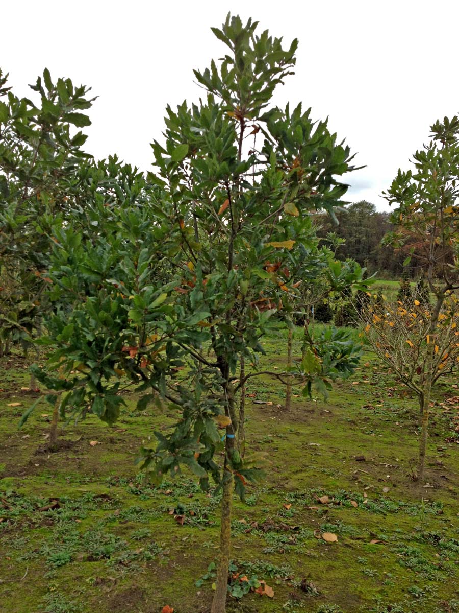 Quercus turneri 'Pseudoturneri' solitair solitair