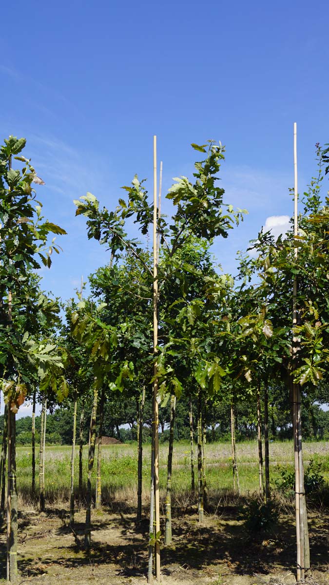 Quercus vilmoriniana 'Limburg' op stam