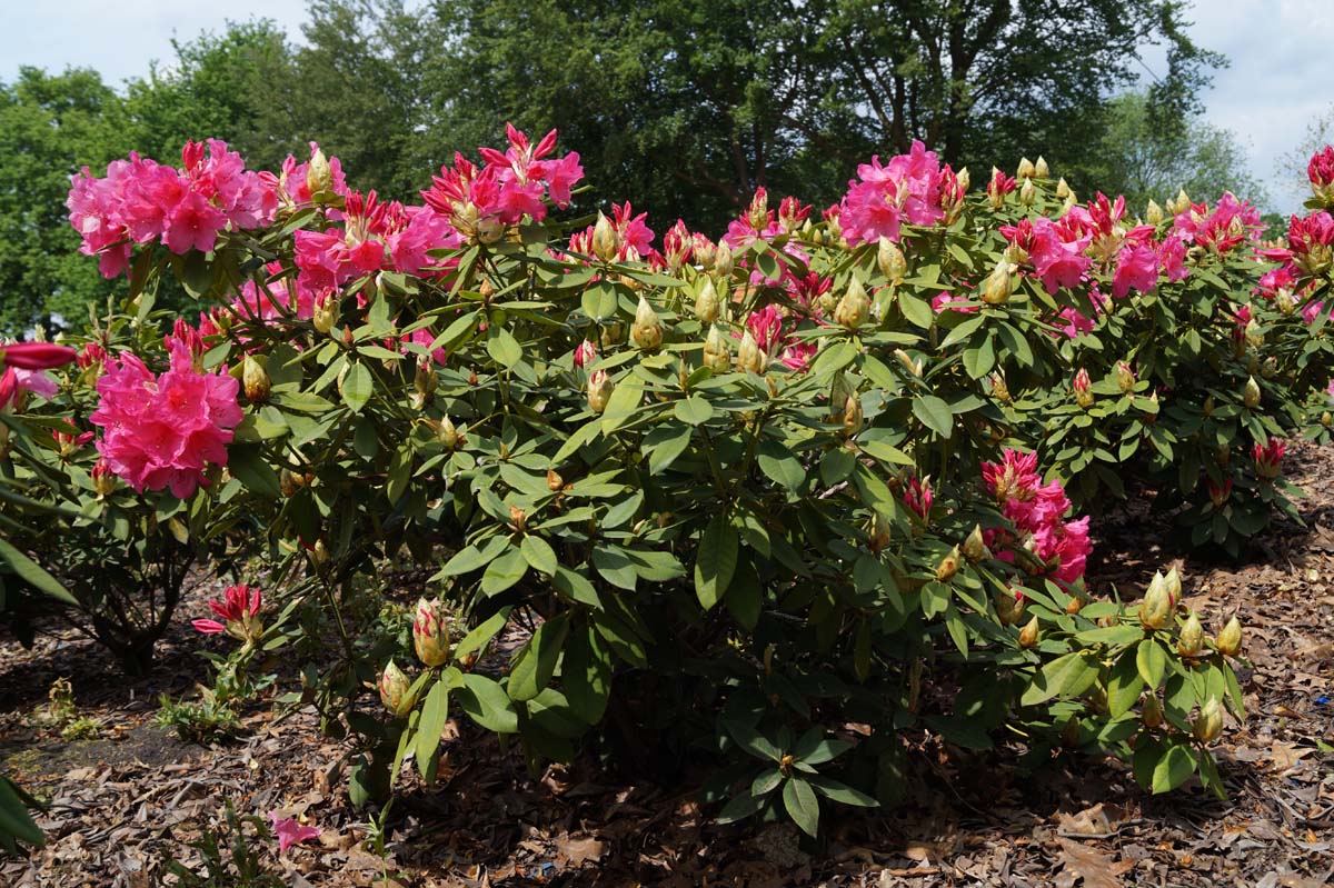 Rhododendron 'Anna Rose Whitney' struik