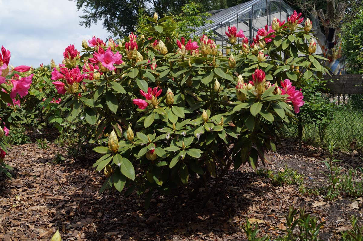 Rhododendron 'Anna Rose Whitney' struik