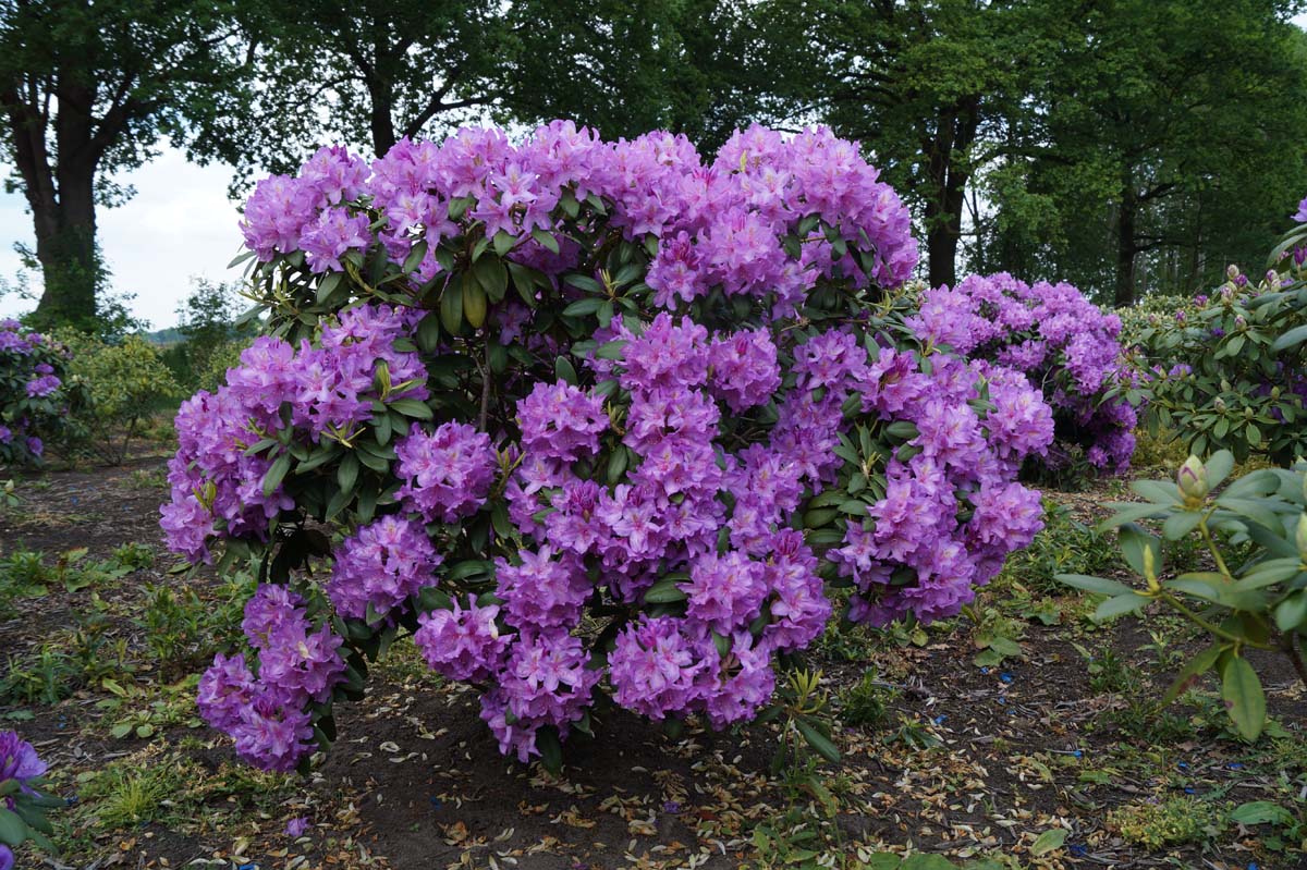 Rhododendron 'Catawbiense Grandiflorum' meerstammig / struik struik