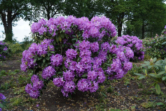 Rhododendron 'Catawbiense Grandiflorum' meerstammig / struik struik
