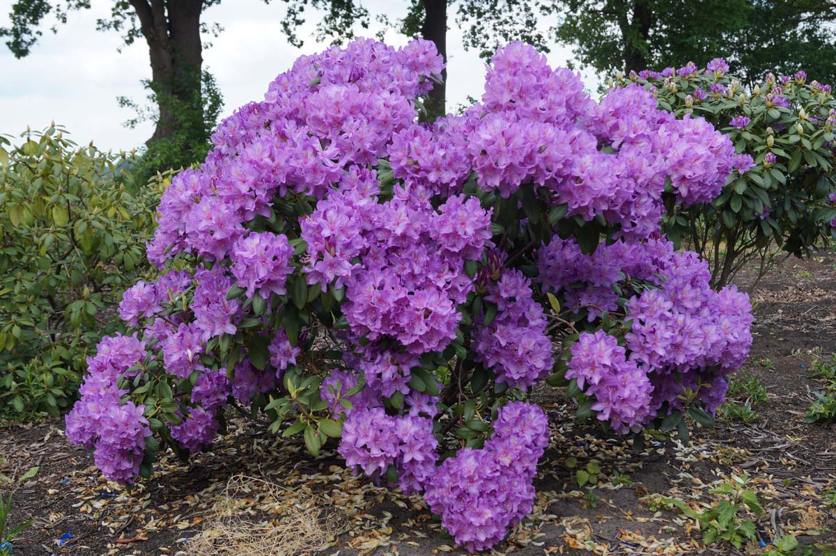 Rhododendron 'Catawbiense Grandiflorum' meerstammig / struik struik