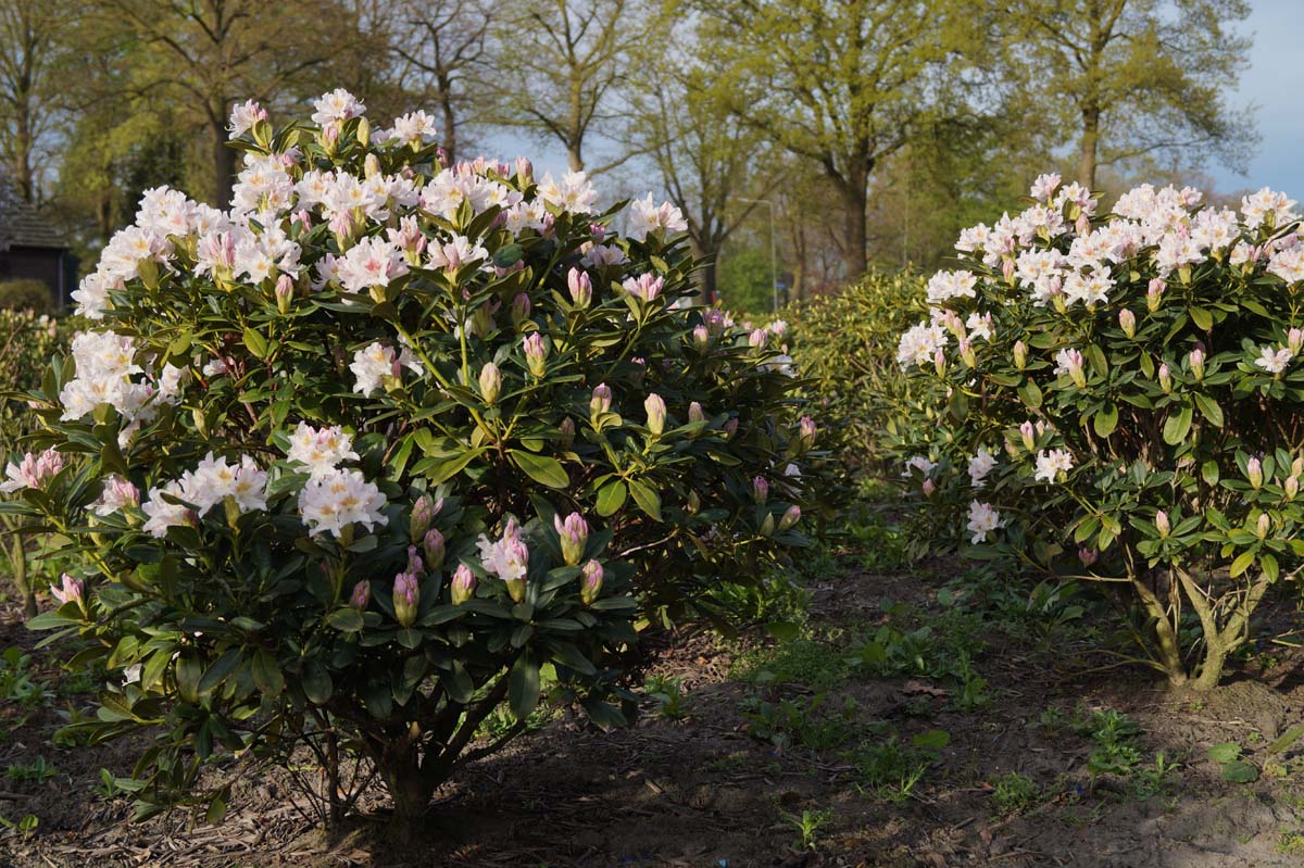 Rhododendron 'Cunningham's White' Mehrstämmig / Strauch
