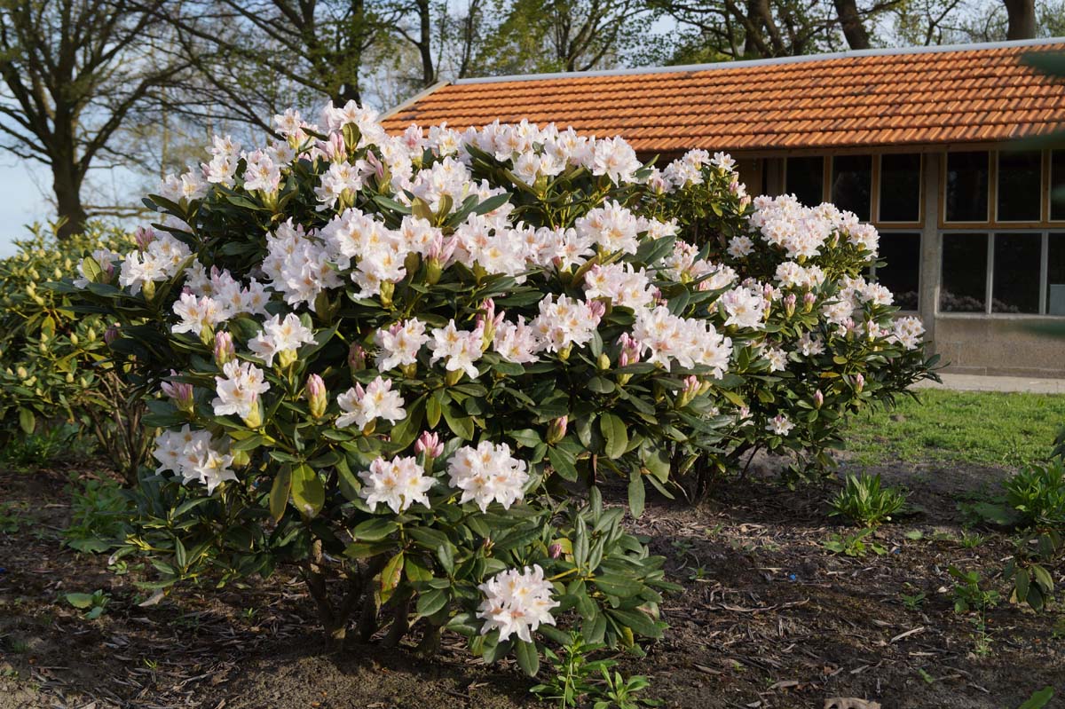 Rhododendron 'Cunningham's White' meerstammig / struik struik