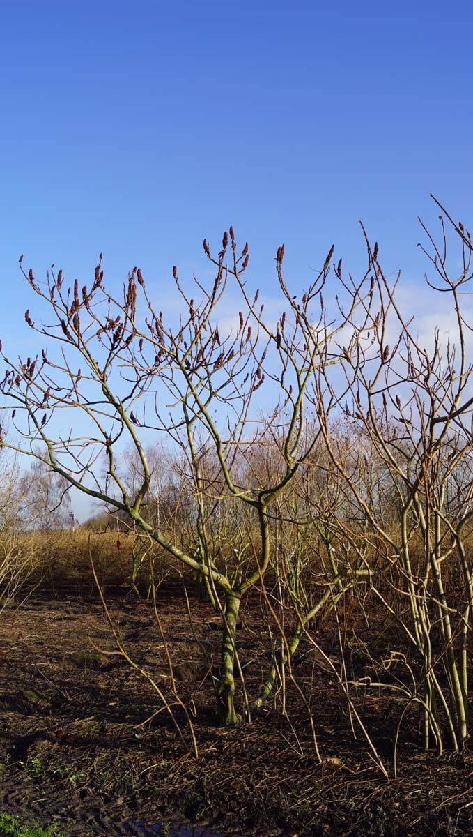 Rhus typhina meerstammig / struik struik