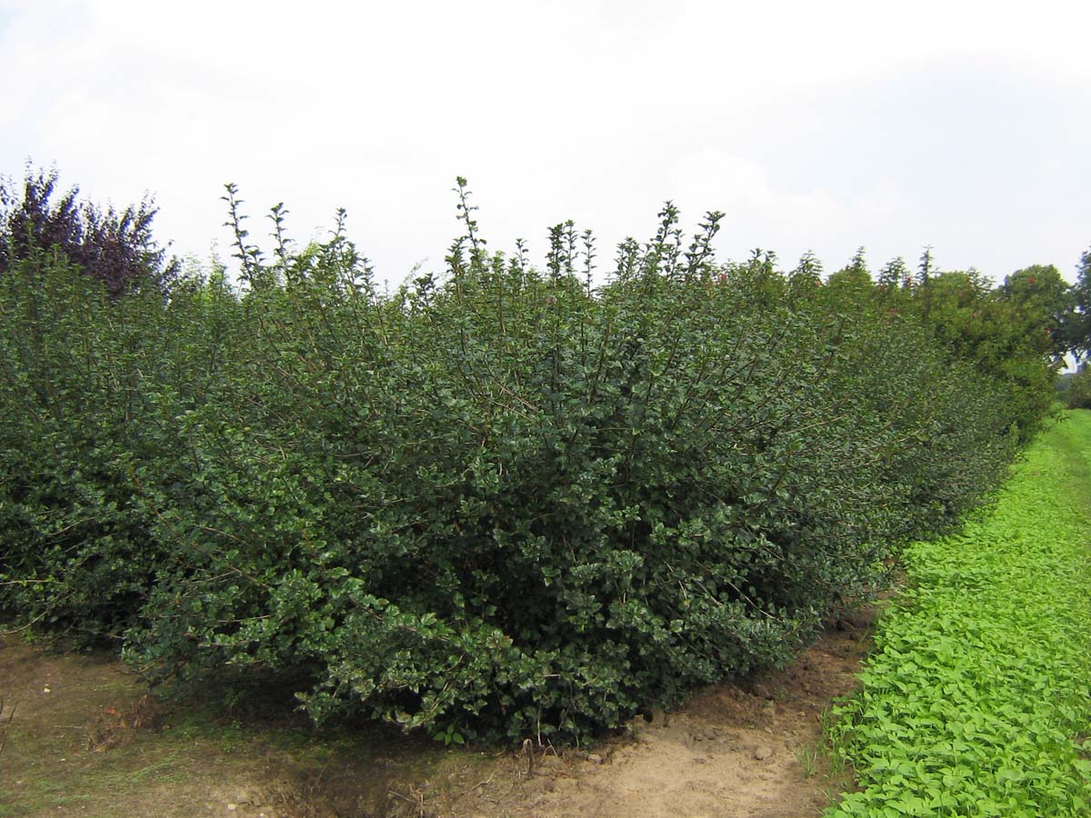 Ribes alpinum 'Schmidt' meerstammig / struik struik