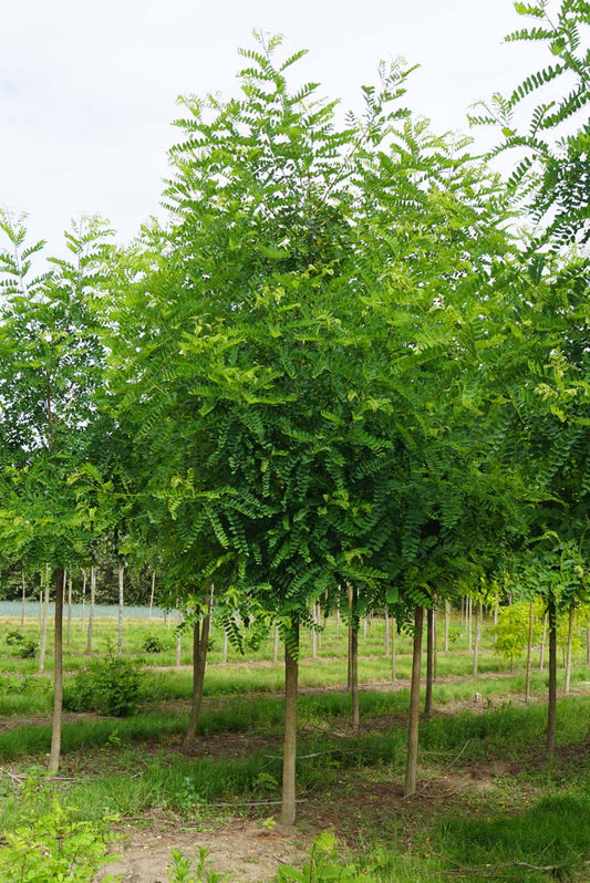 Robinia margaretta 'Pink Cascade' op stam op stam