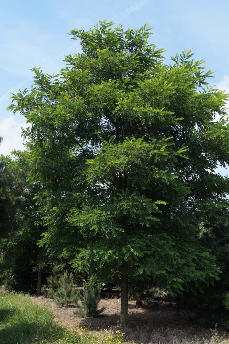 Robinia pseudoacacia solitair solitair