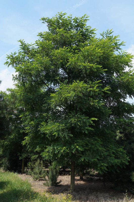 Robinia pseudoacacia solitair solitair