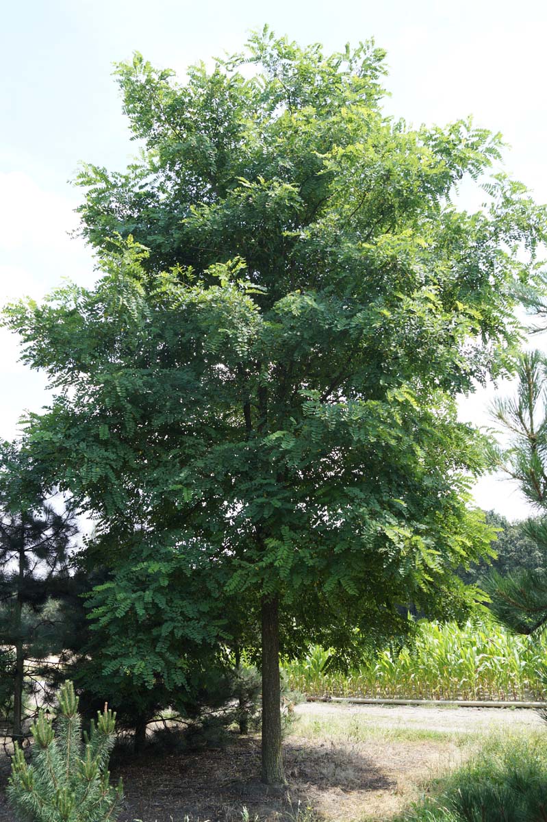Robinia pseudoacacia solitair solitair