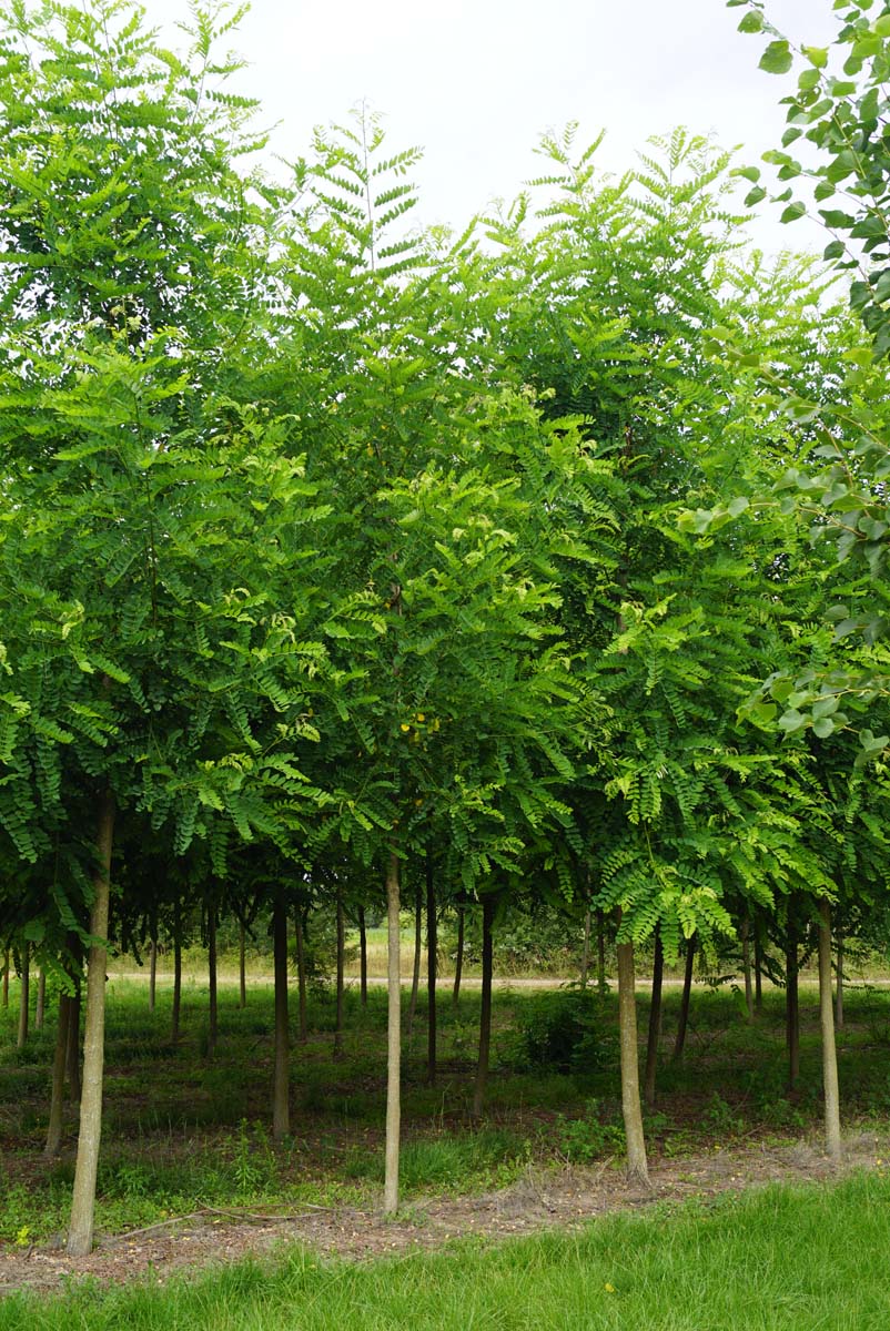 Robinia pseudoacacia 'Appalachia' op stam op stam