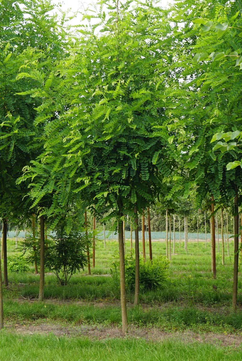 Robinia pseudoacacia 'Appalachia' op stam op stam