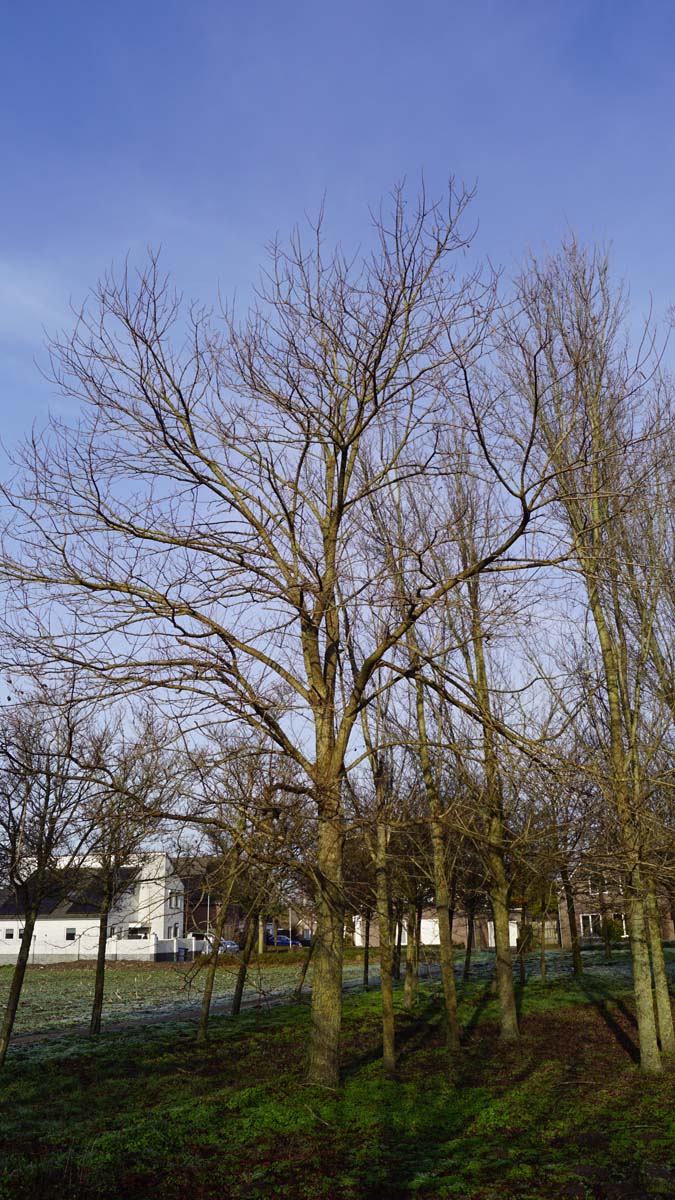 Robinia pseudoacacia 'Bessoniana' op stam op stam