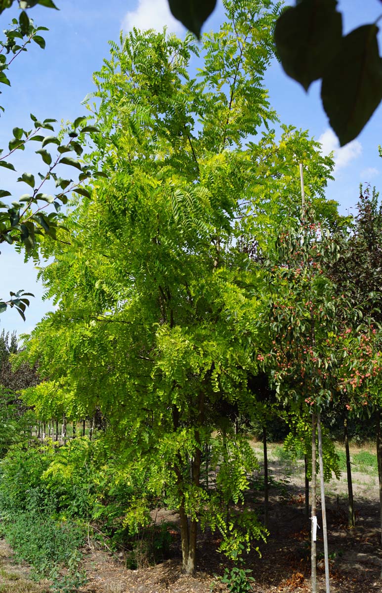 Robinia pseudoacacia 'Frisia' solitair solitair
