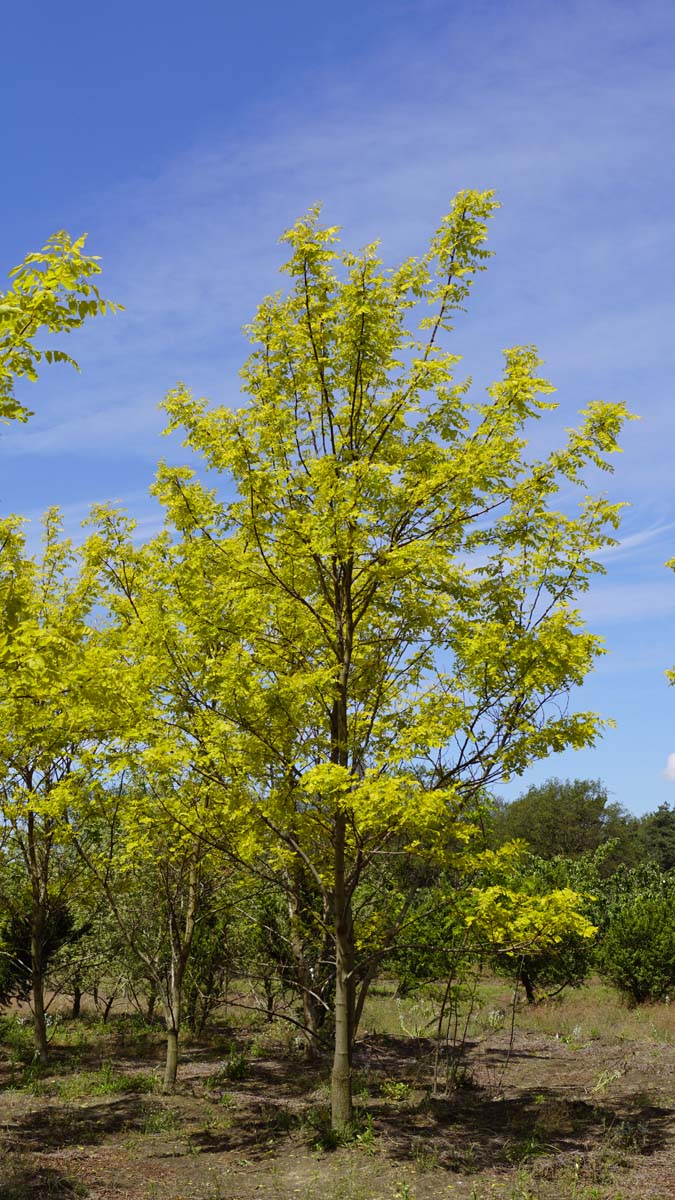 Robinia pseudoacacia 'Frisia' solitair solitair
