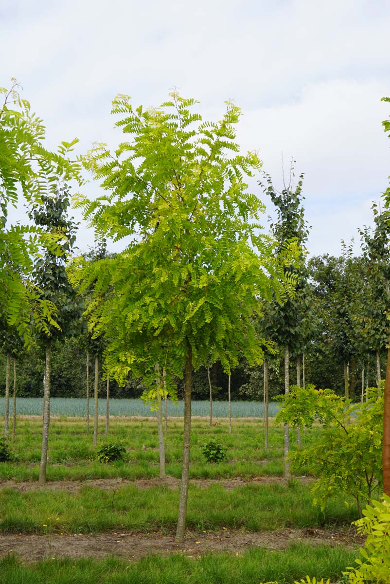 Robinia pseudoacacia 'Frisia' op stam op stam