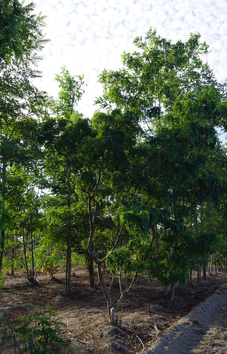 Robinia pseudoacacia 'Tortuosa' solitair solitair